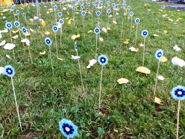 Champ de bleuets à Tulle