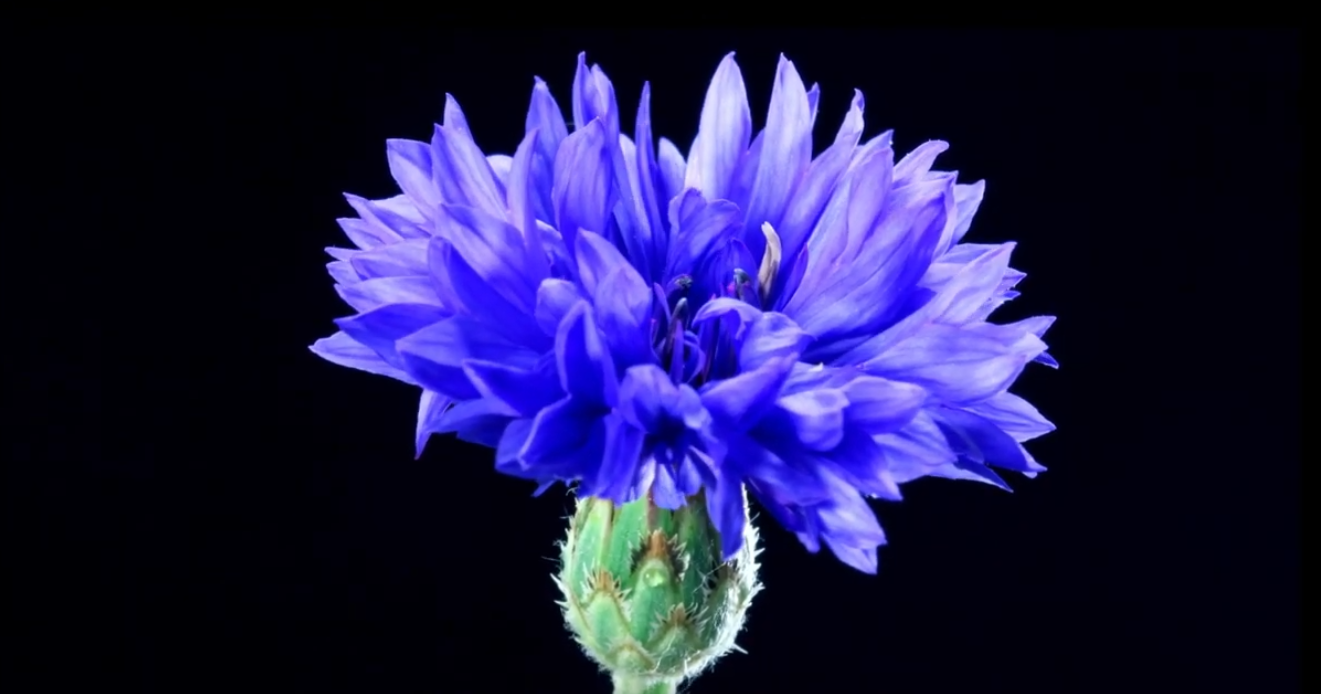 football Bleuet 11 novembre